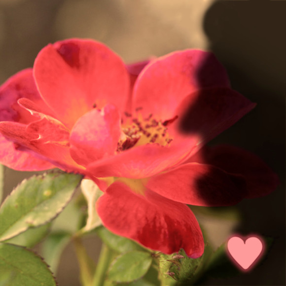 LadyLincoln aka Jenene - Picture 1 of 1